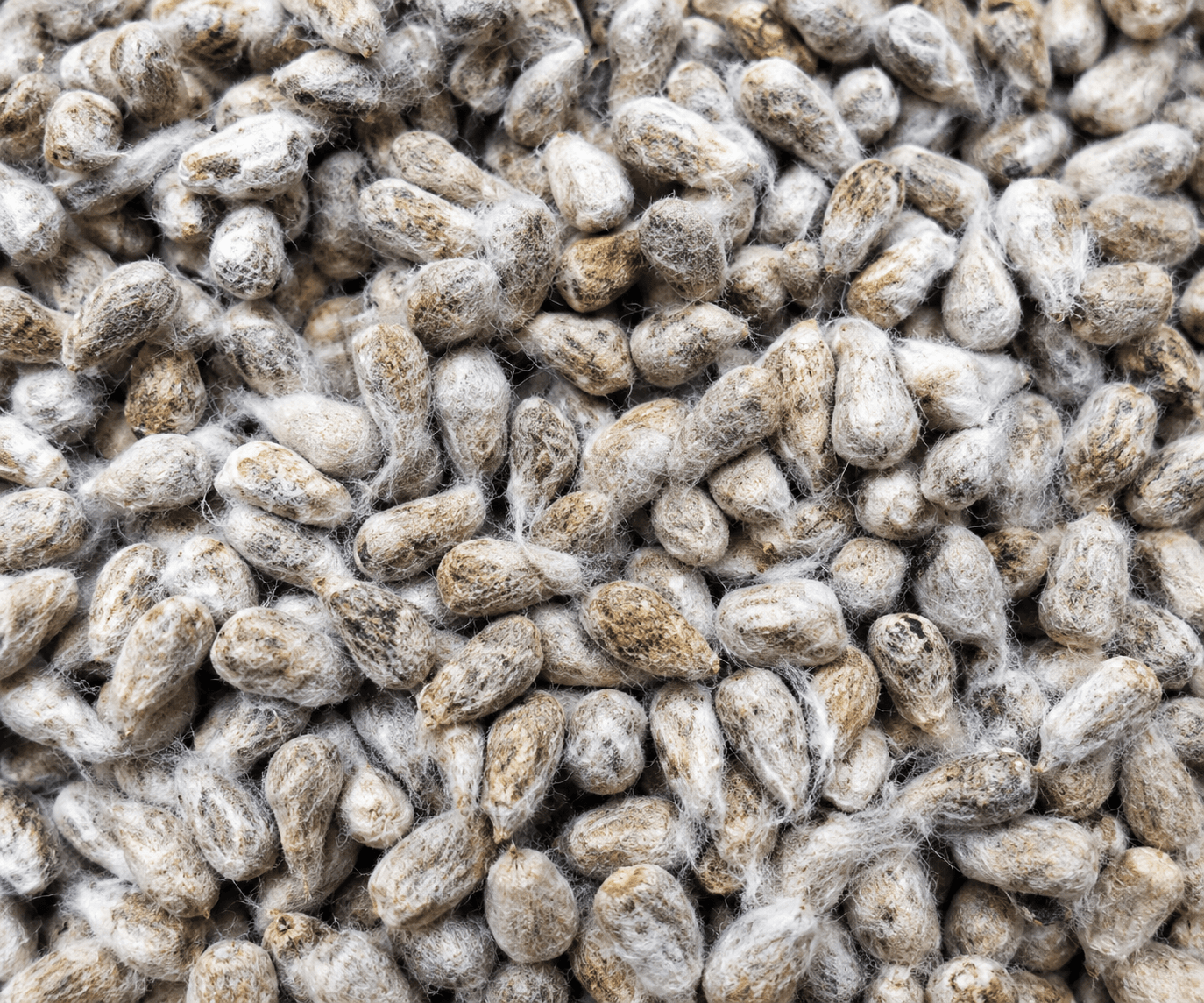 Cotton Seed