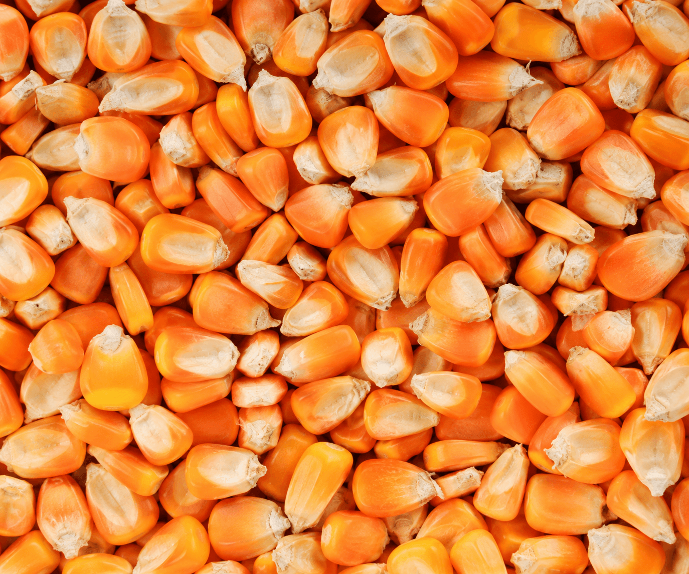 Maize